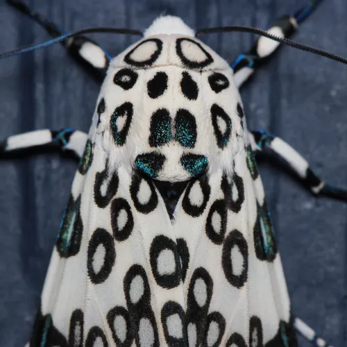 Giant Leopard Moth - photo 4