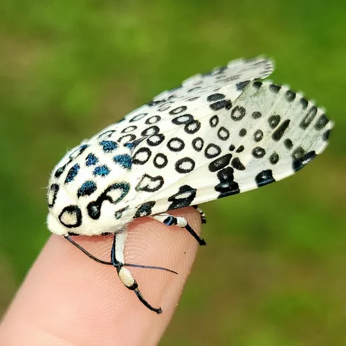 Giant Leopard Moth - photo 5