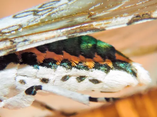 Giant Leopard Moth - photo 6