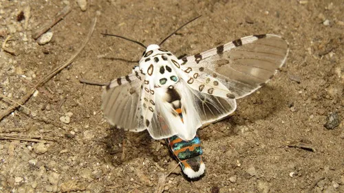 Giant Leopard Moth - photo 7