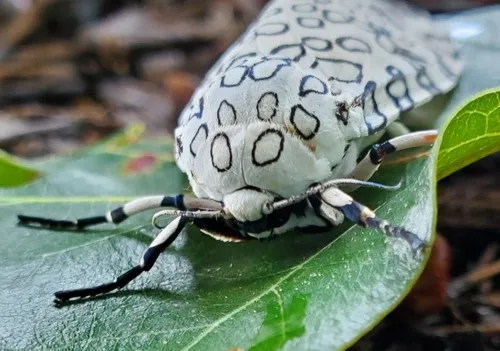 Giant Leopard Moth - photo 8