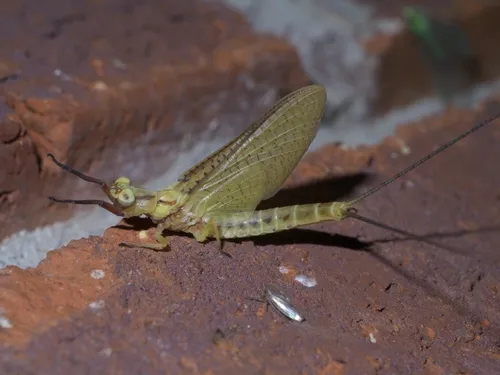 Giant Mayfly - photo 2