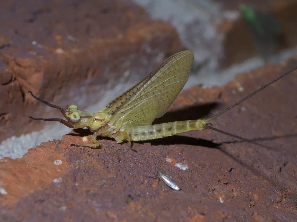 Giant Mayfly - photo 4