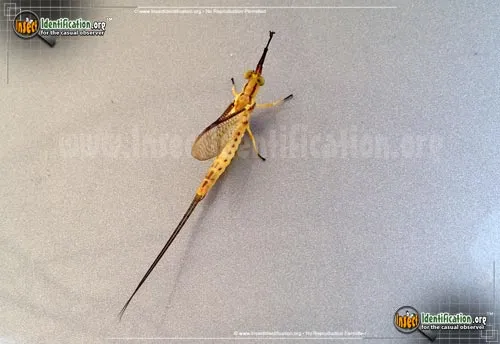 Giant Mayfly - photo 6