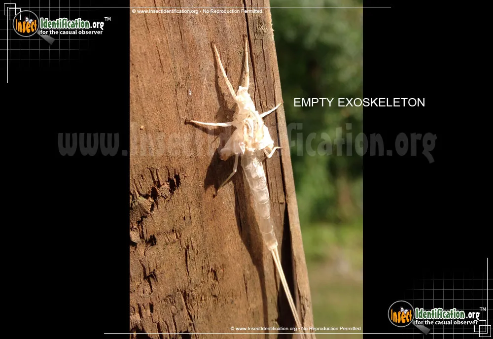 Giant Mayfly - photo 7