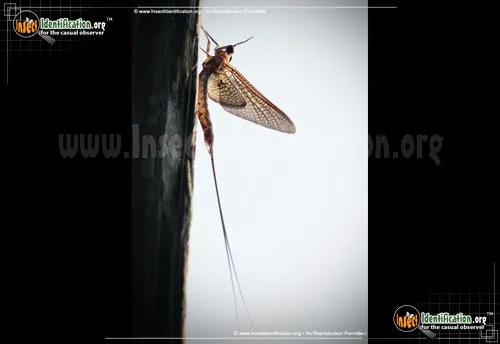 Giant Mayfly - photo 8