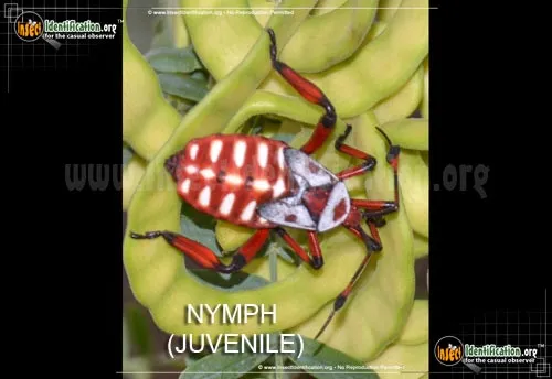Giant Mesquite Bug - photo 2