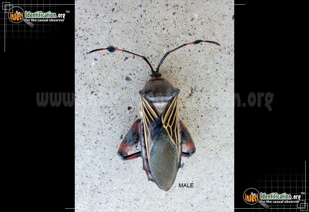 Giant Mesquite Bug - photo 3