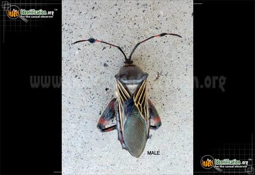 Giant Mesquite Bug - photo 4
