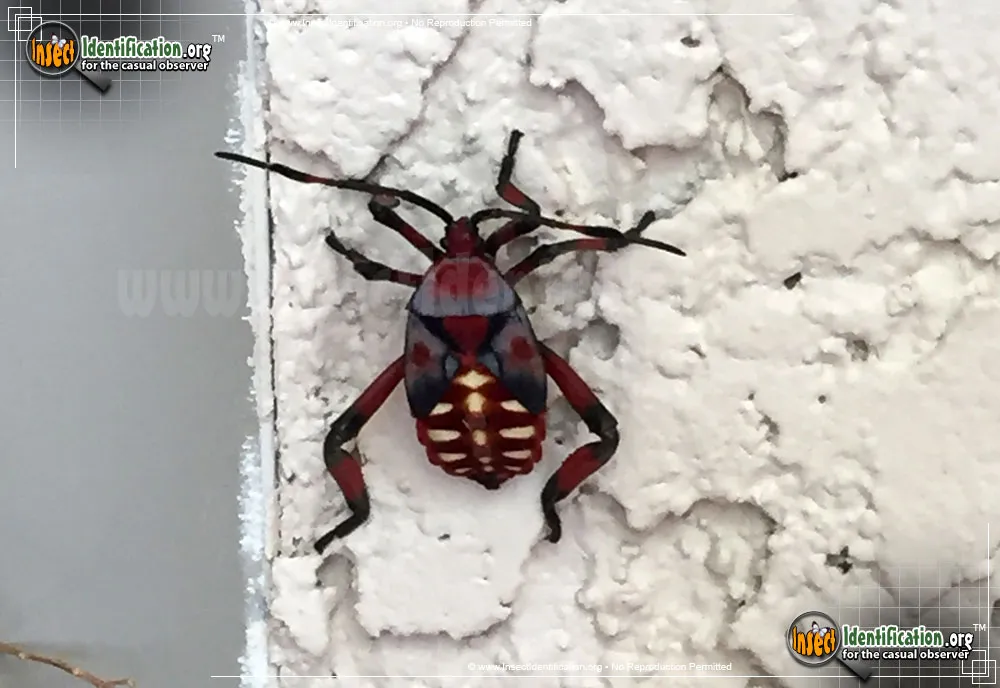 Giant Mesquite Bug - photo 5