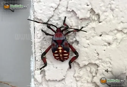 Giant Mesquite Bug - photo 6