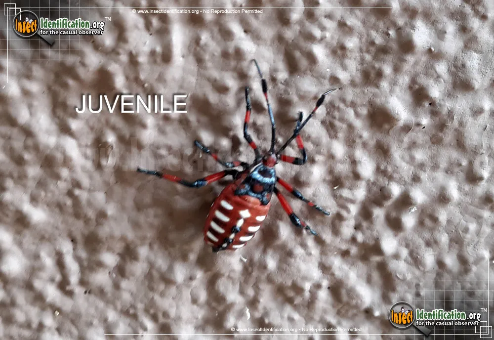 Giant Mesquite Bug - photo 7