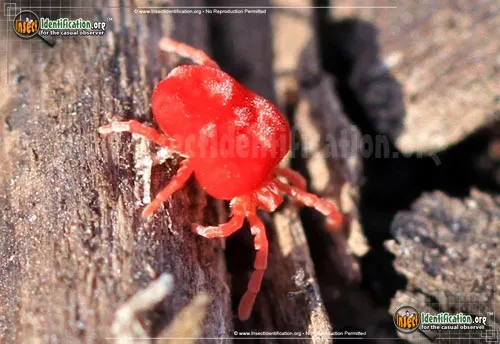Giant Red Velvet Mite - photo 2