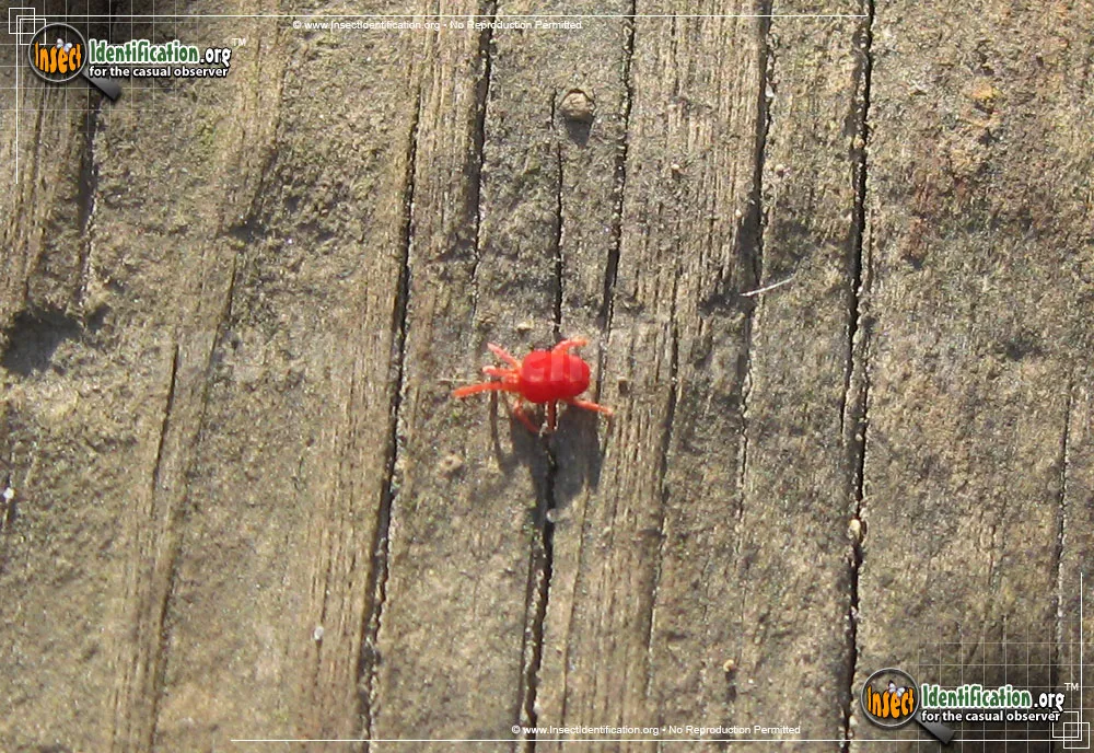 Giant Red Velvet Mite - photo 3