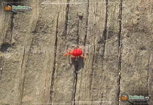 Giant Red Velvet Mite - photo 4