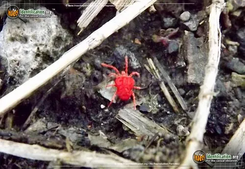 Giant Red Velvet Mite - photo 6