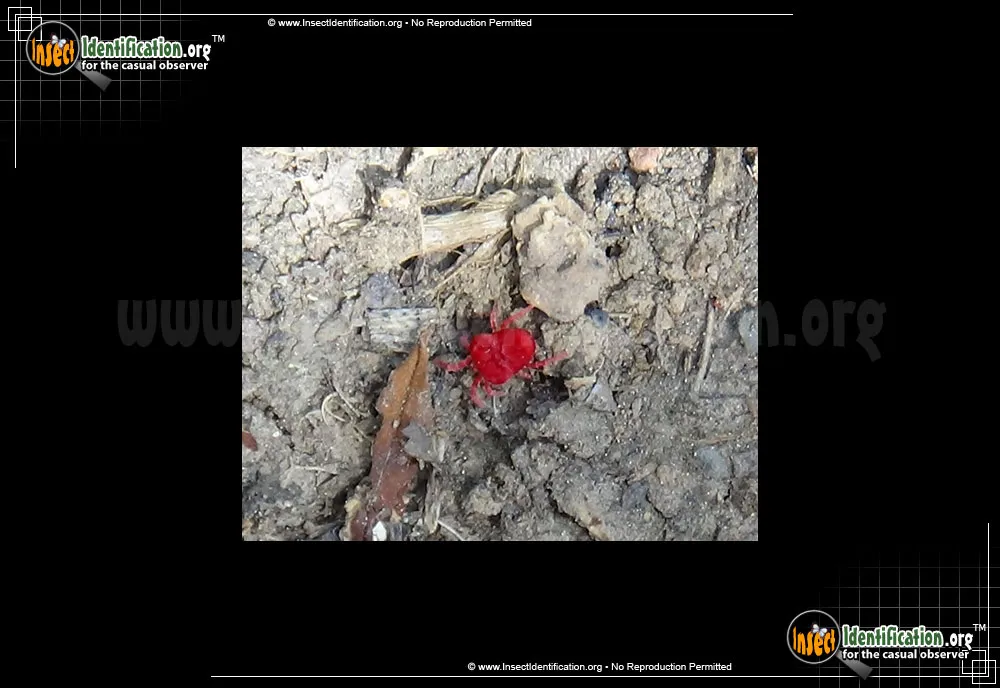 Giant Red Velvet Mite - photo 7