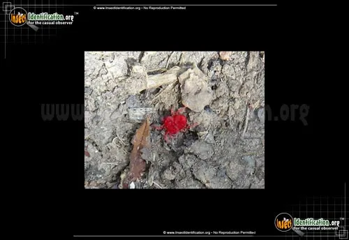 Giant Red Velvet Mite - photo 8