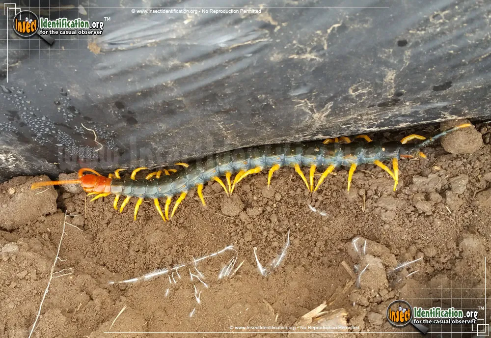 Giant Red-headed Centipede