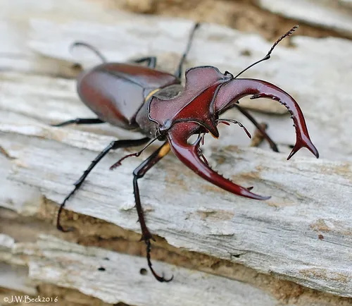Giant Stag Beetle