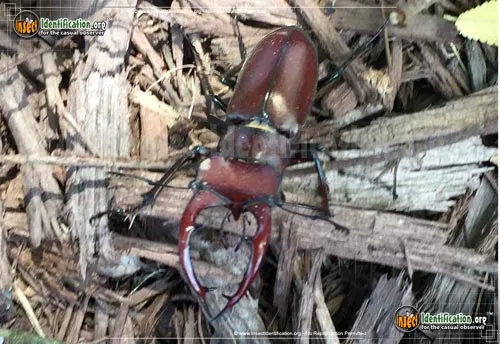 Giant Stag Beetle - photo 4