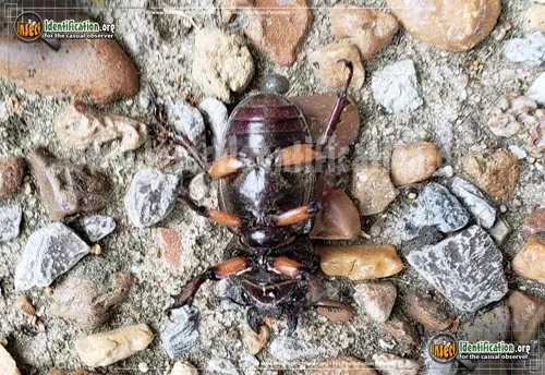 Giant Stag Beetle - photo 5
