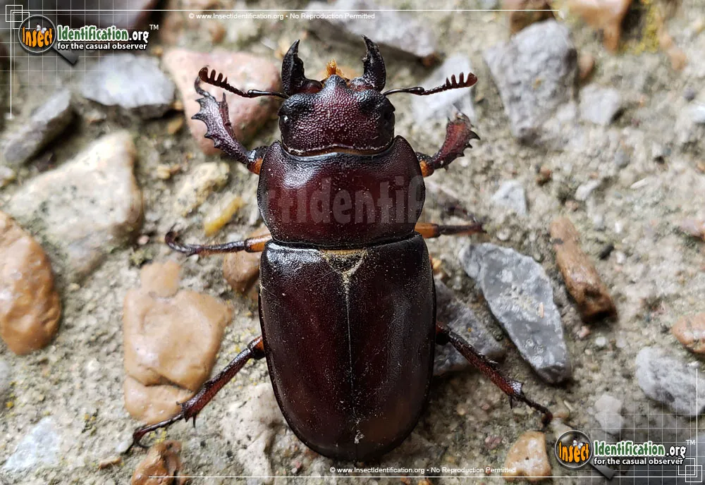 Giant Stag Beetle - photo 6