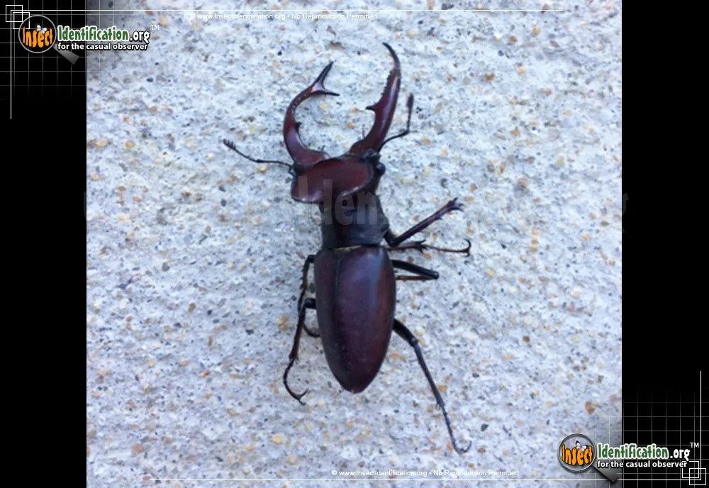Giant Stag Beetle - photo 7