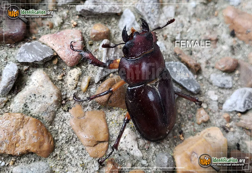 Giant Stag Beetle - photo 8
