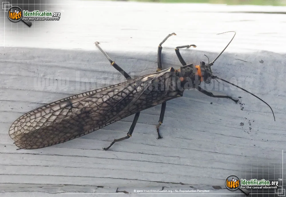 Giant Stonefly