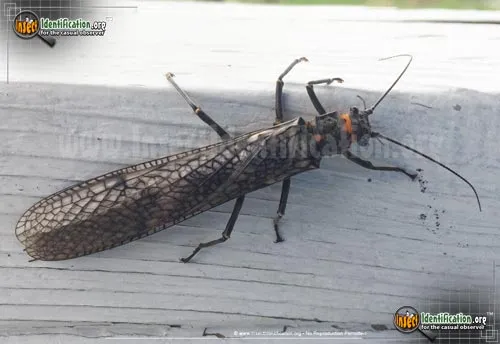 Giant Stonefly - photo 2