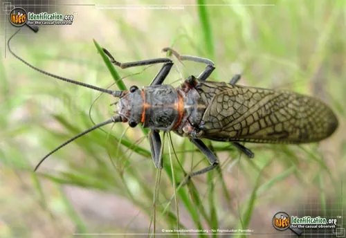 Giant Stonefly - photo 4