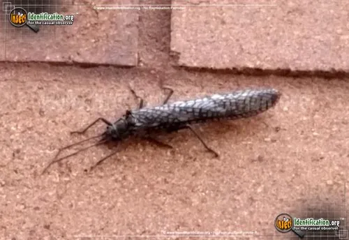 Giant Stonefly - photo 6