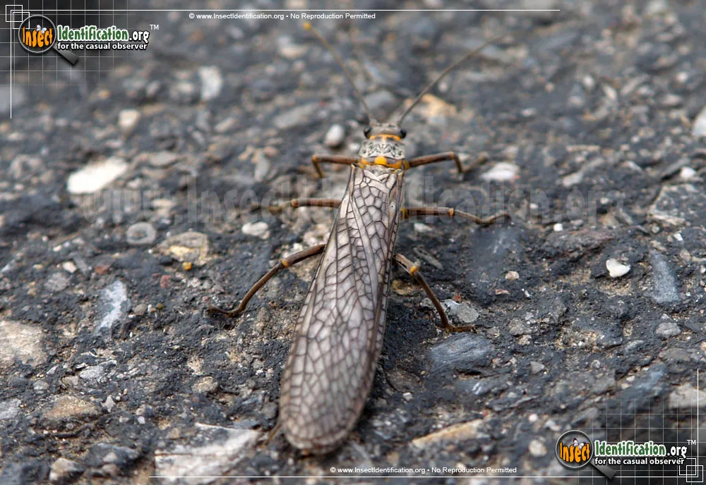 Giant Stonefly - photo 7
