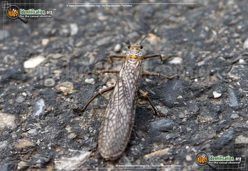 Giant Stonefly - photo 8