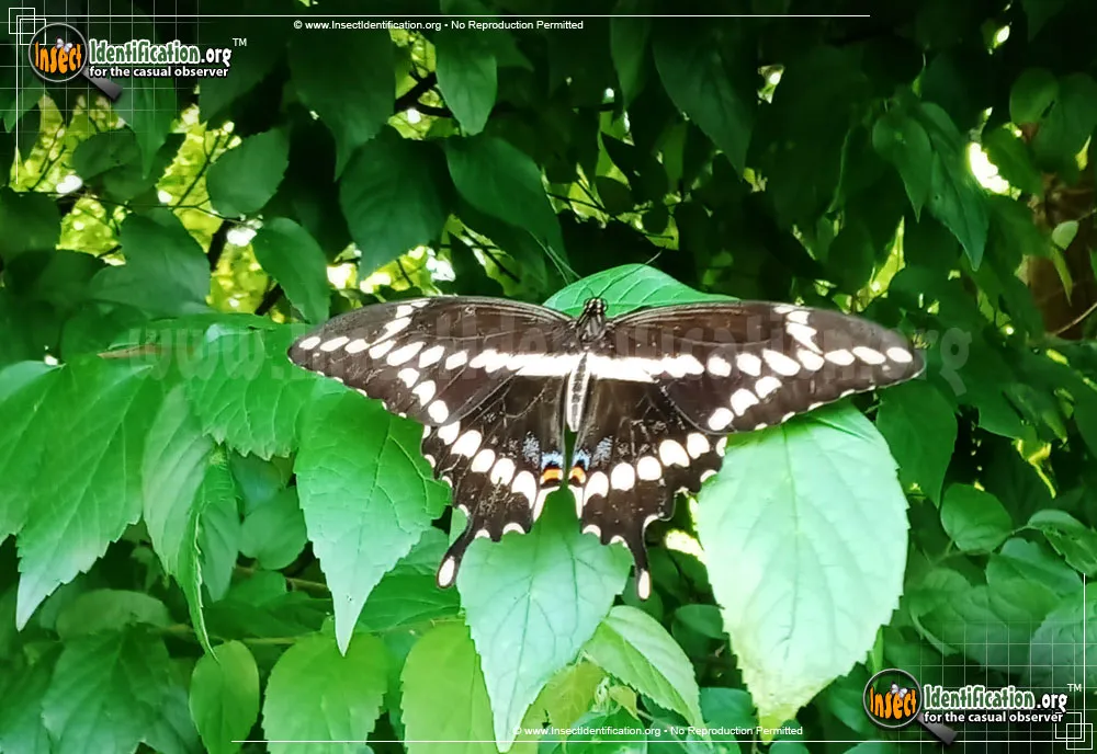 Giant Swallowtail Butterfly