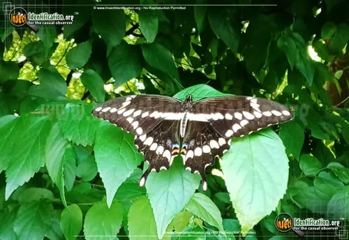 Giant Swallowtail Butterfly - photo 2