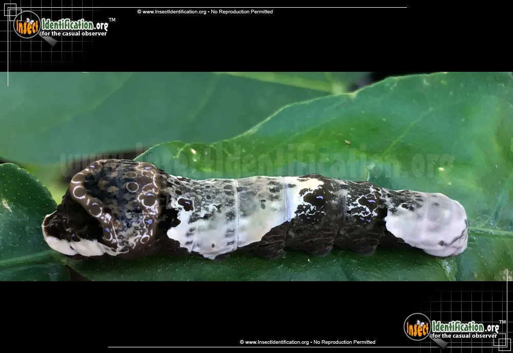 Giant Swallowtail Butterfly - photo 3