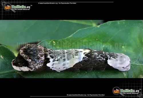 Giant Swallowtail Butterfly - photo 4