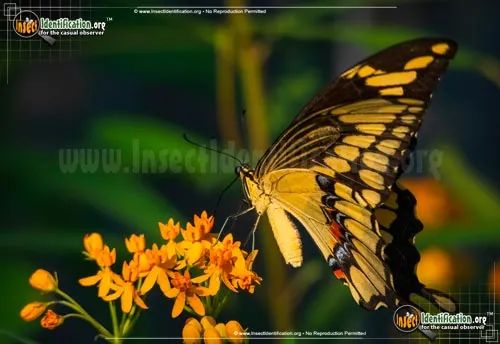 Giant Swallowtail Butterfly - photo 6