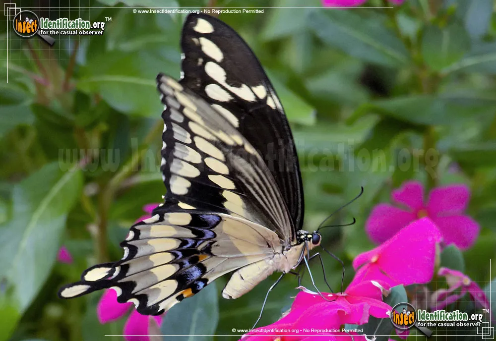 Giant Swallowtail Butterfly - photo 7
