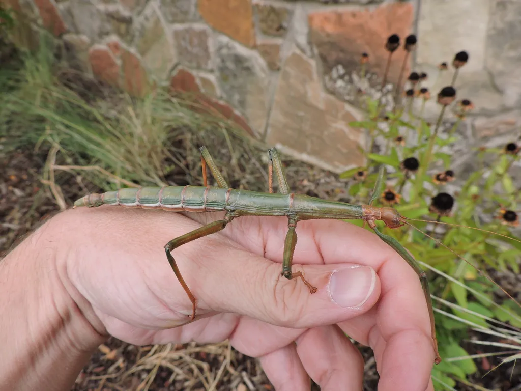 Giant Walkingstick - photo 2