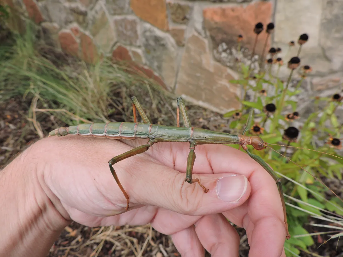Giant Walkingstick - photo 3