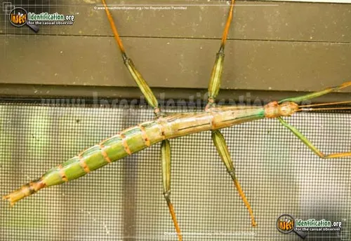 Giant Walkingstick - photo 4