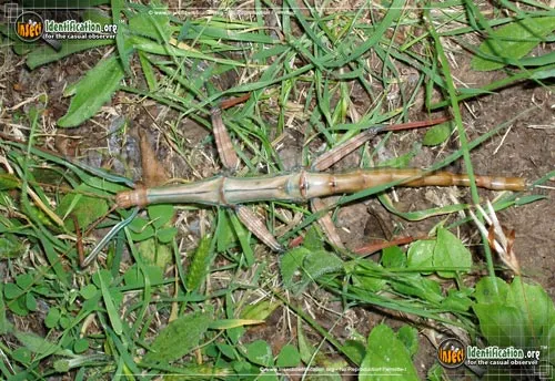 Giant Walkingstick - photo 5