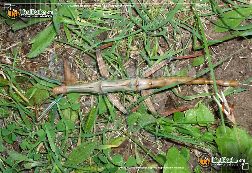 Giant Walkingstick - photo 6
