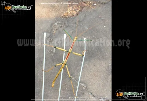 Giant Walkingstick - photo 7