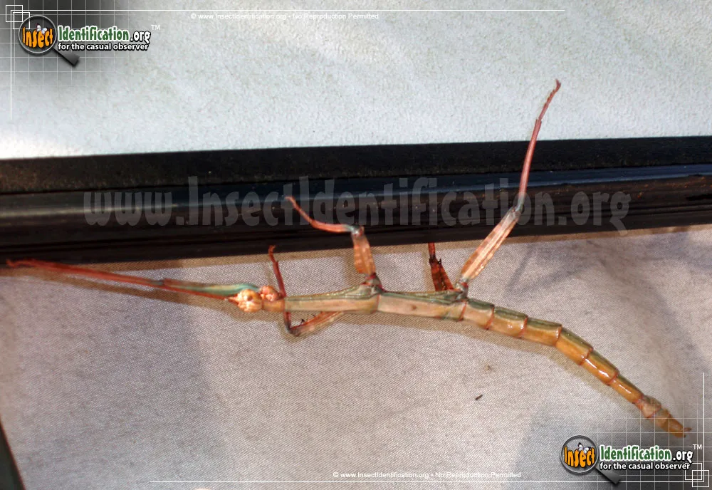 Giant Walkingstick - photo 8
