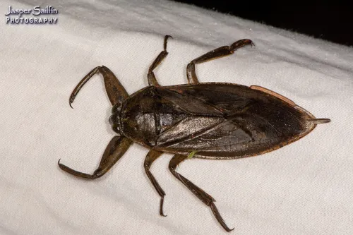 Giant Water Bug