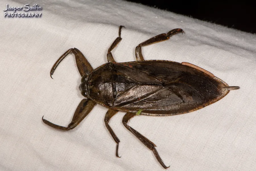 Giant Water Bug - photo 2